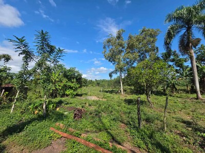 Nazario Mercedes: recuerdo de un “monstruo” en Hato Viejo, Maimón