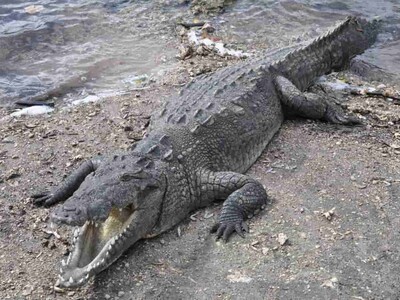 Confirman escape de cocodrilo en Puerto Plata