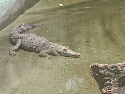 Despliegan operativo para capturar cocodrilo en Puerto Plata