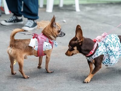 Alcaldía impulsa jornadas de salud animal en sectores de la capital