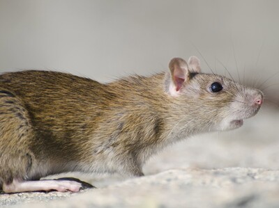 Lo que se sabe hasta ahora sobre el brote de hantavirus