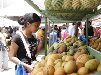 Baní, la capital del mango en República Dominicana