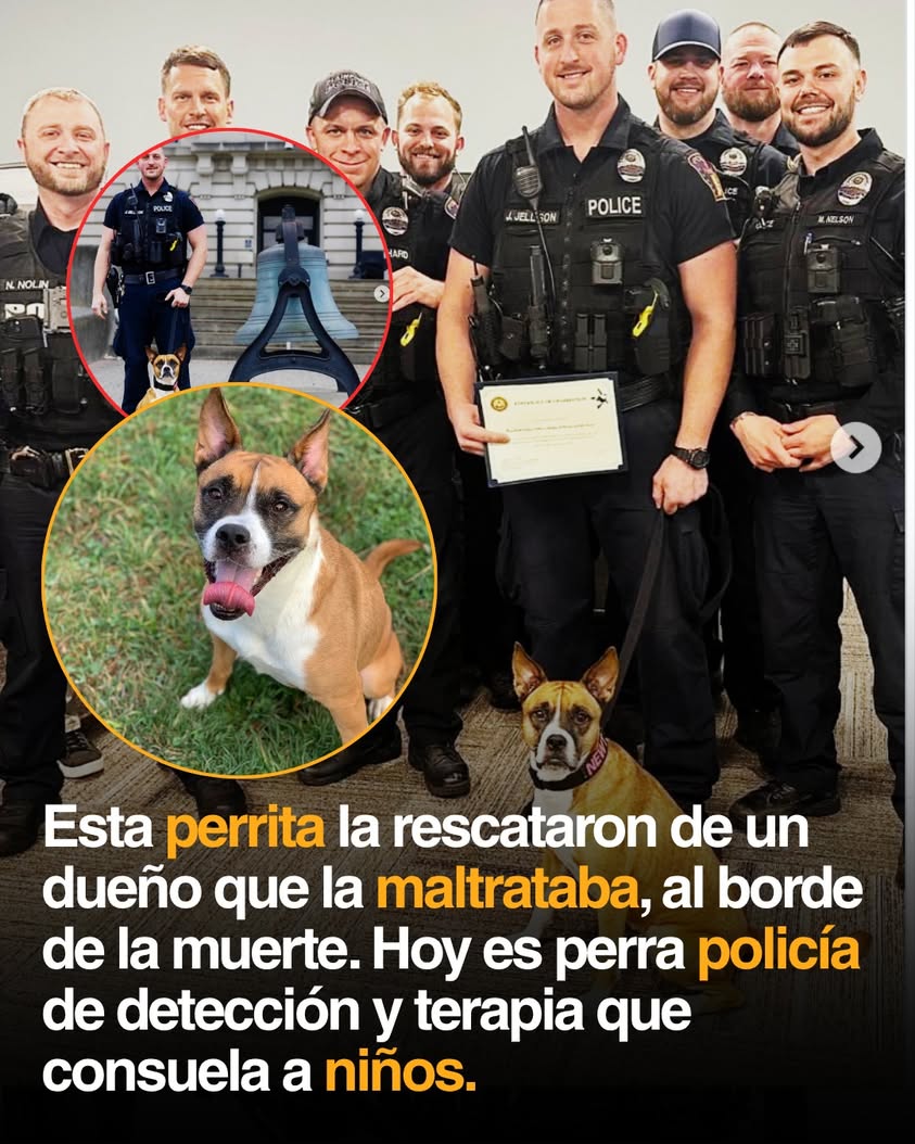 🐾 LA RESCATARON DE UN DUEÑO QUE LA MALTRATABA… HOY ES UNA HEROÍNA CON PLACA POLICIAL Cuando la policía la encontró, New...